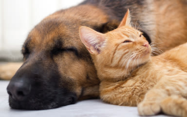 Kožní onemocnění u psů a koček: terapeutická role výživy